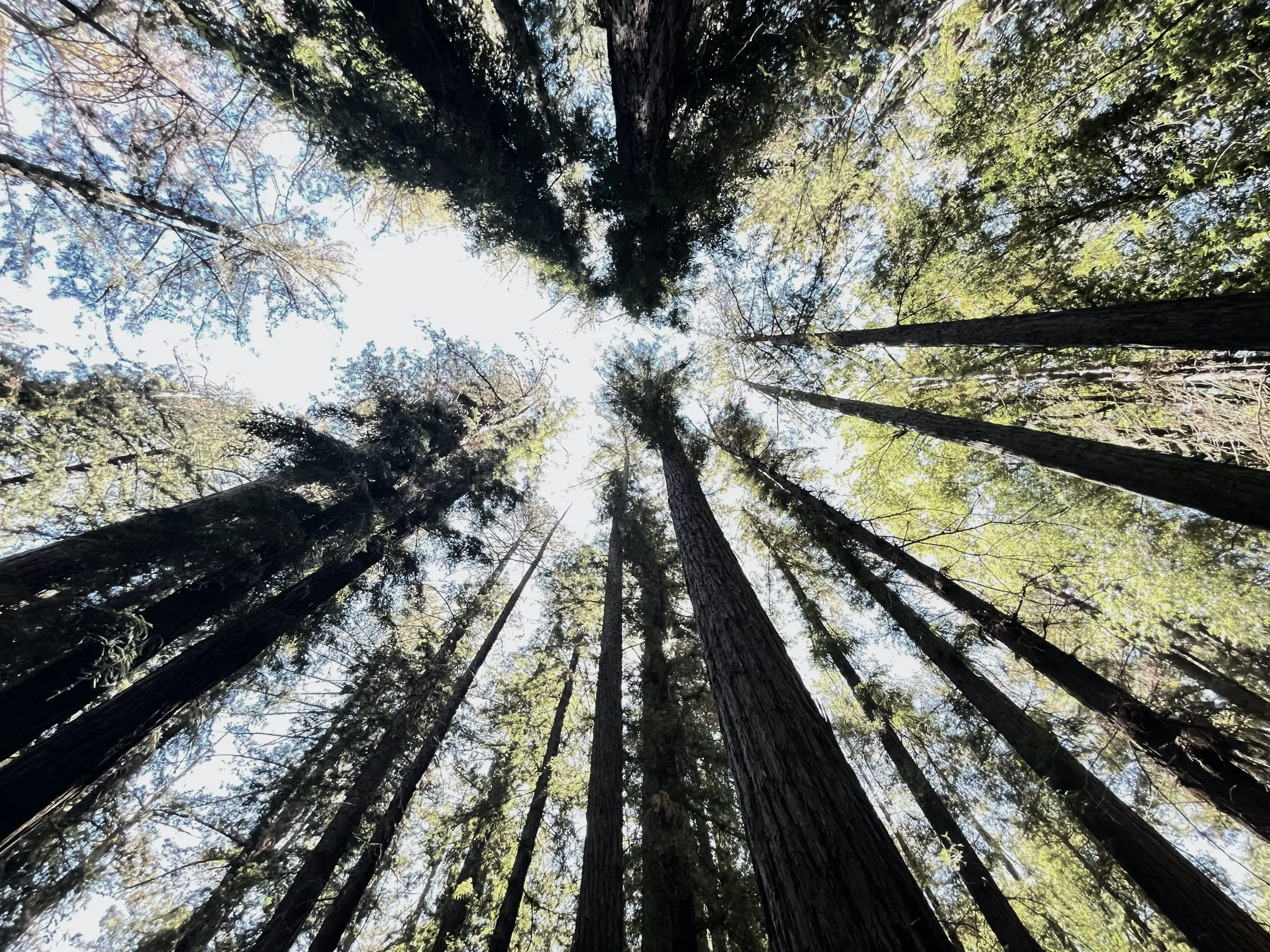 Redwood canopy seen from the forest floor, trees meeting the light